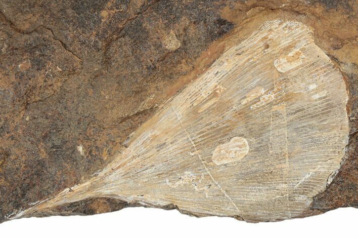 Fossil Ginkgo Leaf From North Dakota - Paleocene #189029